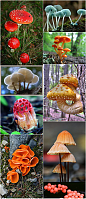 326 漫画插画游戏设计森林生物真菌蘑菇原画绘画摄影参考素材-淘宝网