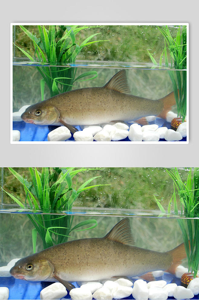 雅鱼图片-众图网