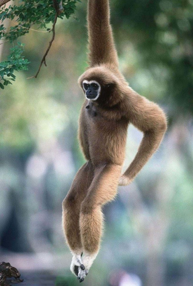 灵长目长臂猿科白掌长臂猿雌