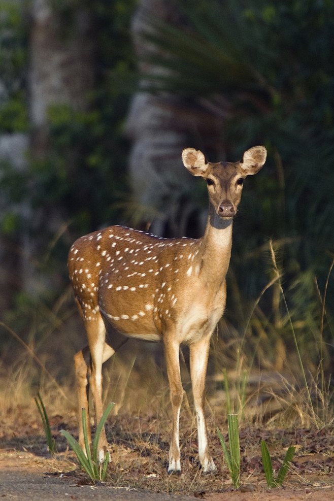 偶蹄目反刍亚目鹿科花鹿