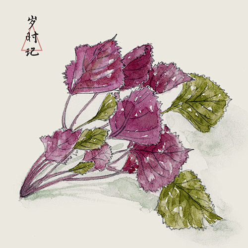 紫苏叶大寒天冷日常饮食中常使用具有辛温解表发散风寒的食物如紫苏叶