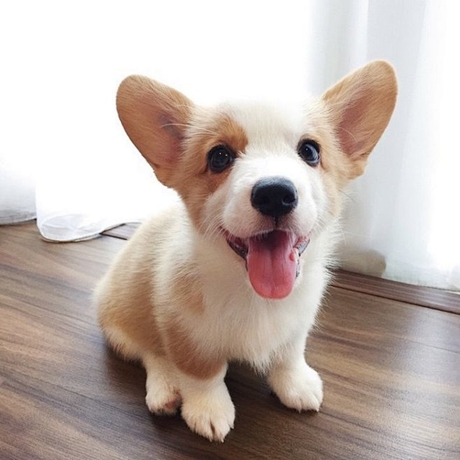 狗狗可爱萌柯基