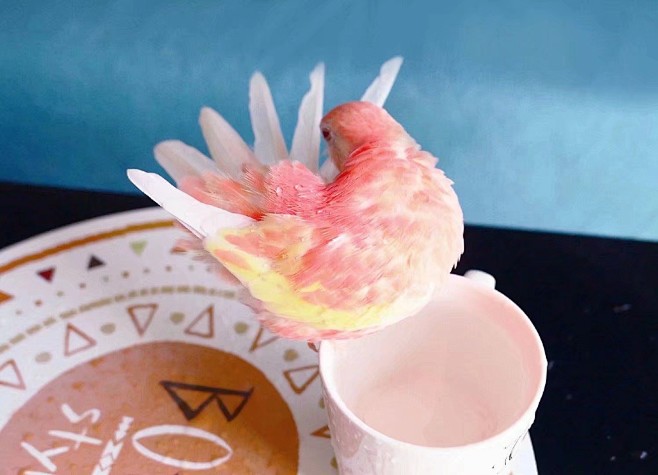 蜜桃味粉红小鹦鹉