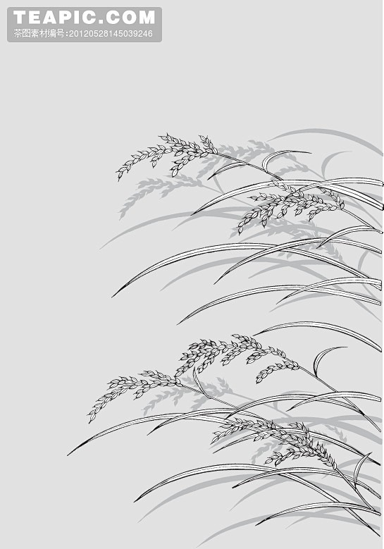 日本线描植物花水稻