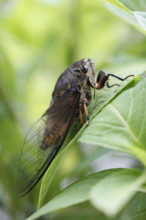 同翅目蝉科蝉属黑蚱蝉