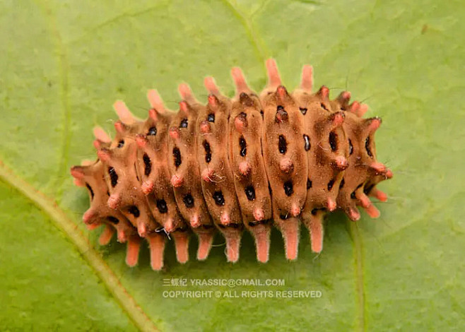 重阳木锦斑蛾幼虫