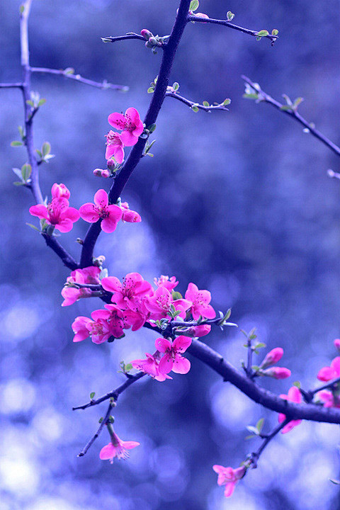 年年雪里常插梅花醉挪尽梅花无好意赢得满衣清泪今年海角天涯萧萧两鬓