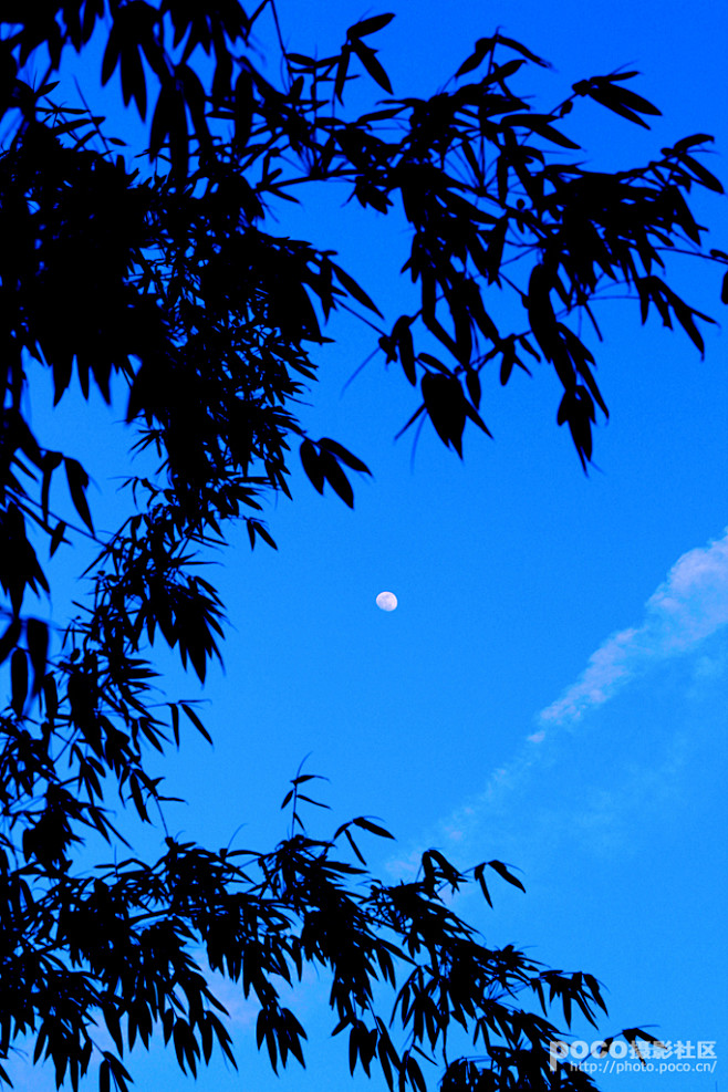 月夜竹影
