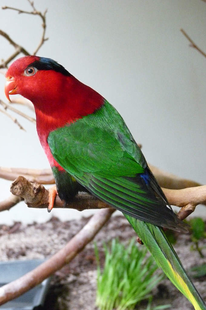 鹦形目鹦鹉科棕榈吸蜜鹦鹉属巴布亚吸蜜鹦鹉