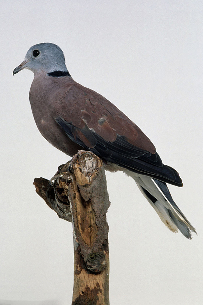 鸽形目鸽鸠科斑鸠属火斑鸠