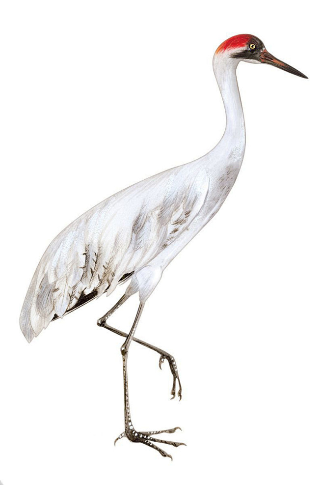 鹤形目鹤科鹤属美洲鹤