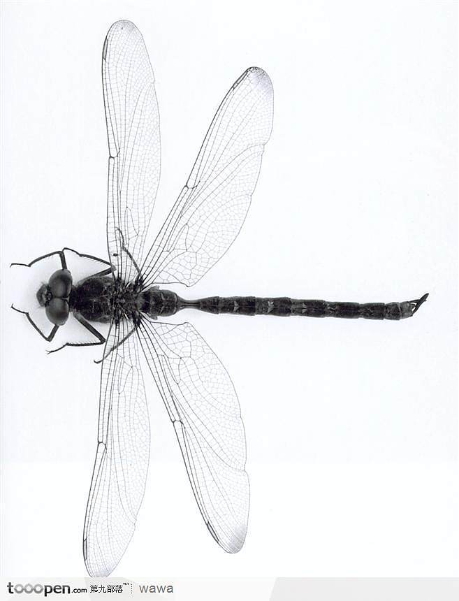 蜻蜓标本高清图片