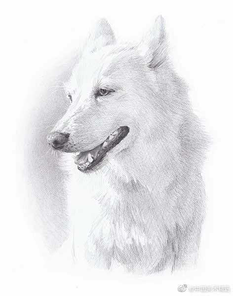 生动的宠物狗素描你家有什么动物呢