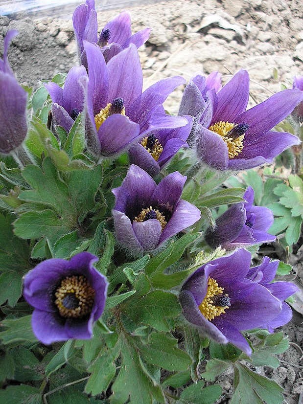 毛姑朵别名老公花白头翁