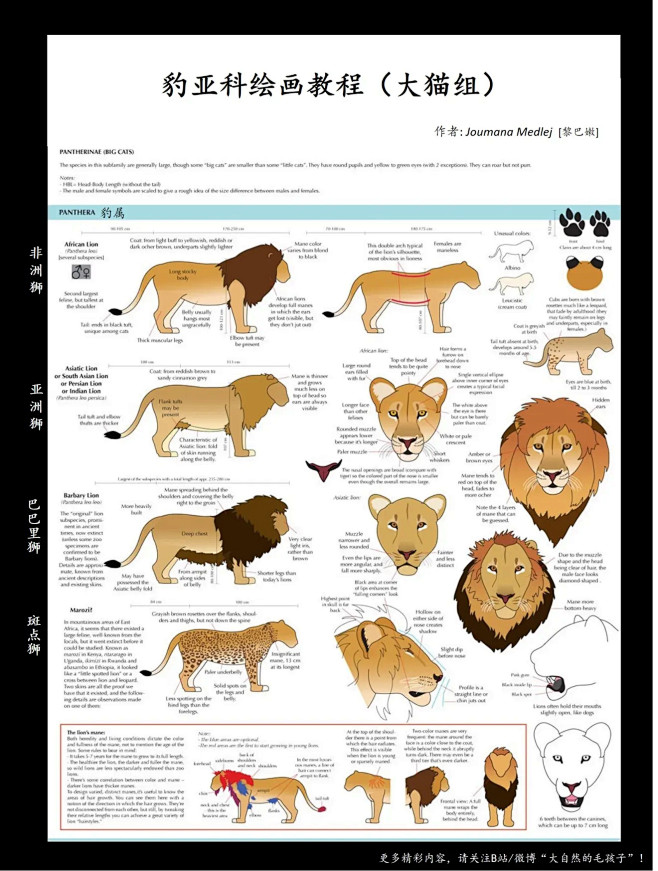 狮子面部结构图解图片