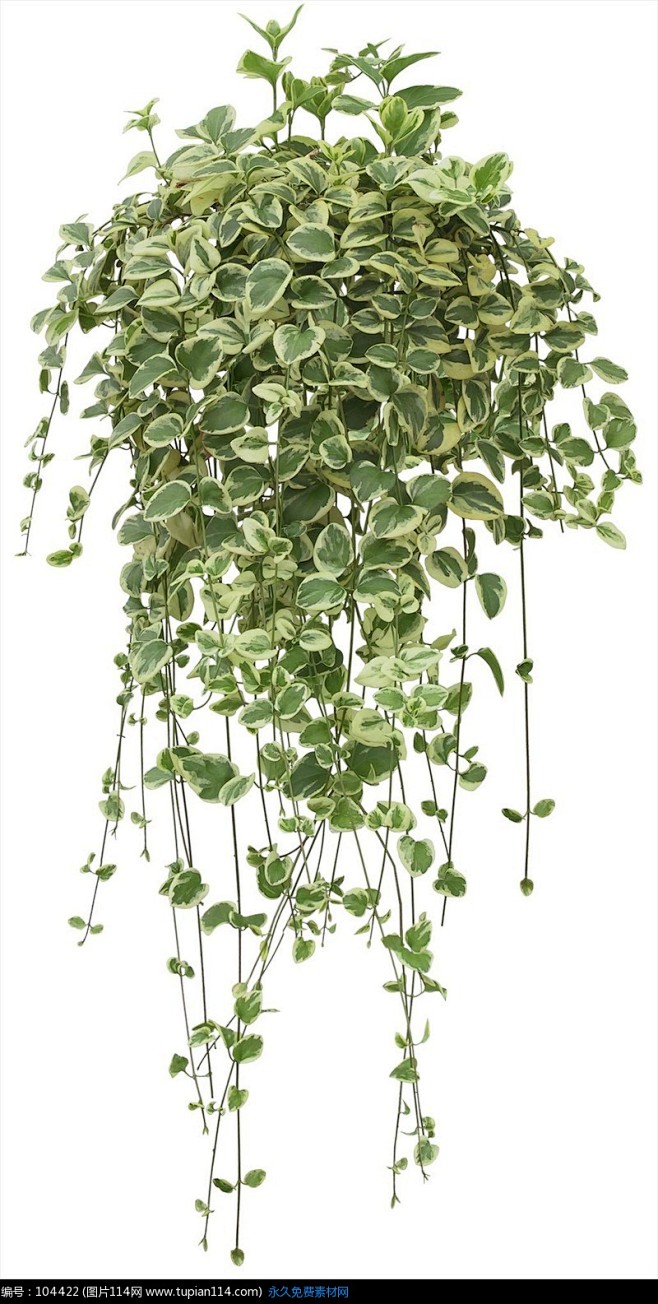 11:44:24长长的法国吊兰a-景观-素材-植物·潘·同采自www