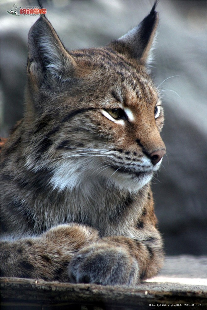 猞猁摄影图片素材