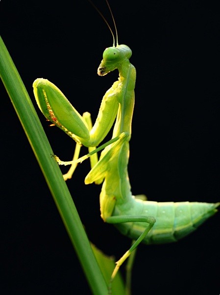 神气的螳螂图片