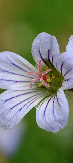 ·菩提心·采集到《花影迷离》