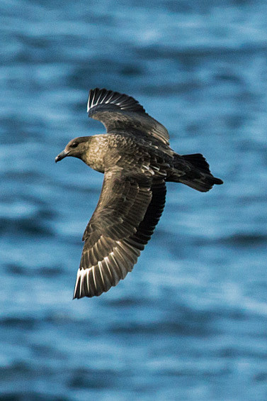 鸻形目贼鸥科中贼鸥属灰贼鸥