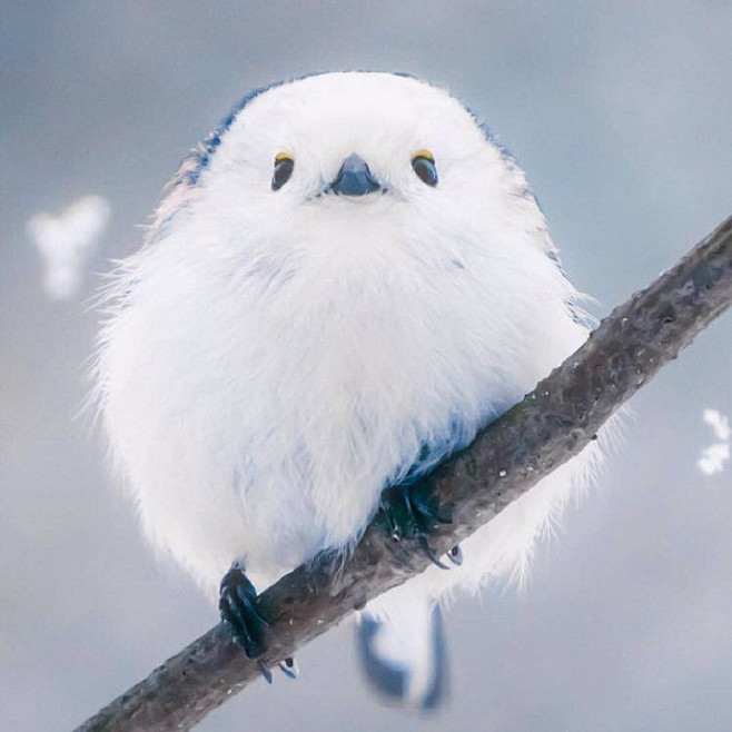 如果我下辈子不能做猫投胎做一只小肥啾比如银喉长尾