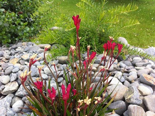 血草多年生草本花期夏末喜光或有斑驳光照处耐热喜湿润而排水良好的