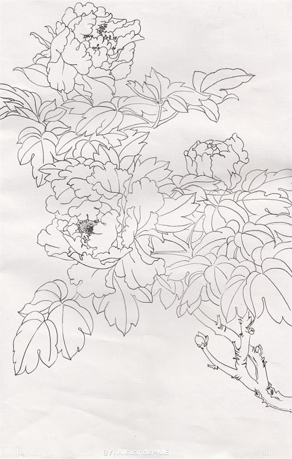 白描牡丹16