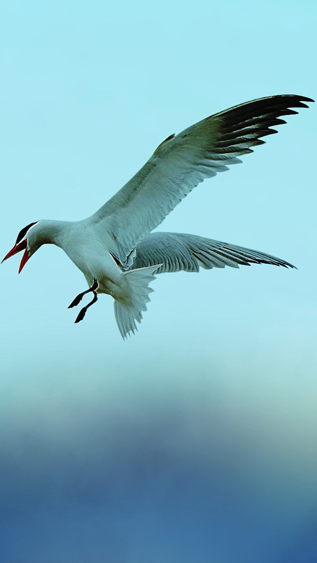 陳有威从用户67829350416转采于2015-09-11 12:59:03飞翔鸟类 飞行