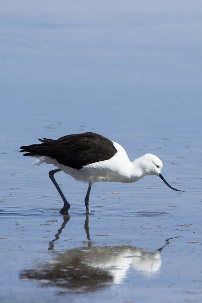 鸻形目反嘴鹬科反嘴鹬属安第斯反嘴鹬