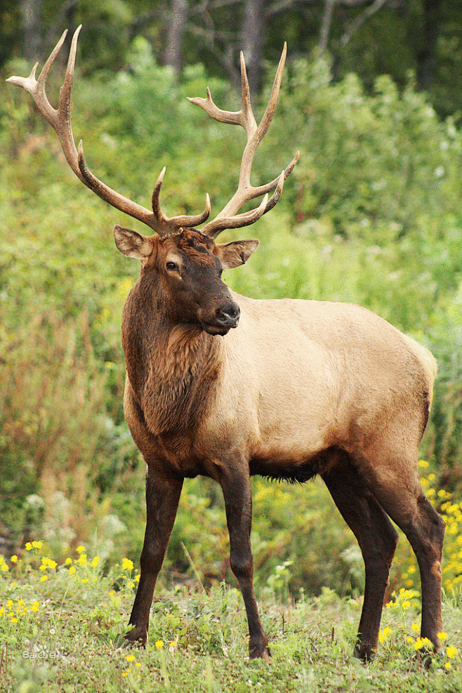 马鹿哺乳类国家二级保护动物