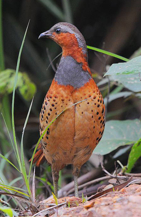 国家三级保护动物鸟类图片