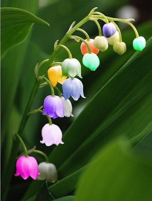 小不娃从后湾转采于2016-03-01 15:50:23七彩铃兰花铃兰小不娃该采集