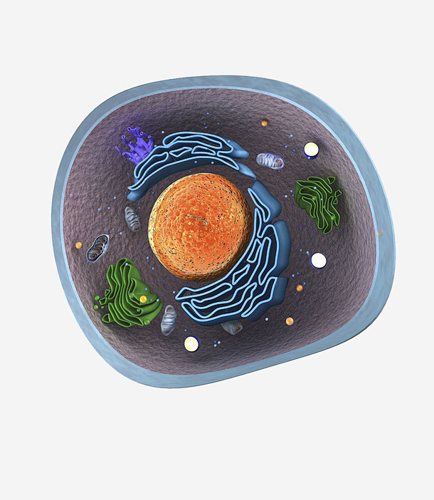 动物细胞核高清素材动物细胞核糖体植物细胞线粒体细胞器细胞核免抠