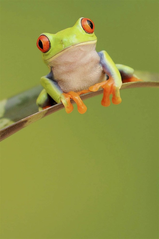 青蛙蛙蛙类爬行动物可爱蛙类可爱蛙类1280x1920像素