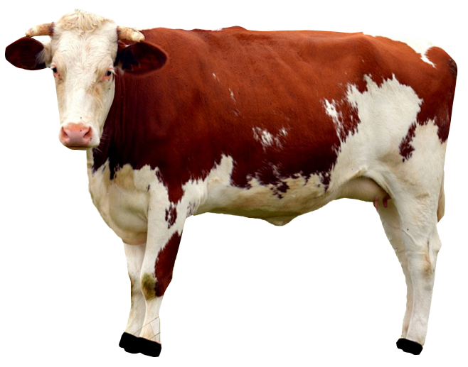 cow png
