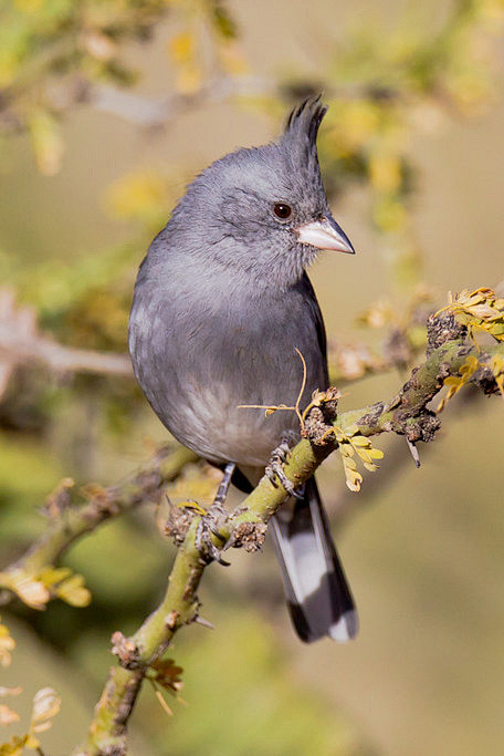 雀形目裸鼻雀科黑冠雀鹀属灰冠雀鹀