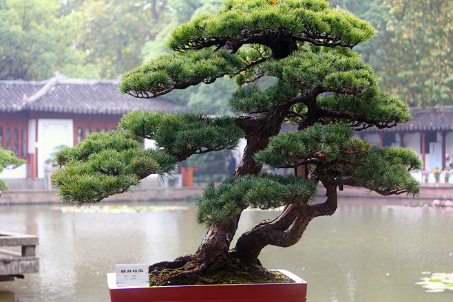 松树盆景图片