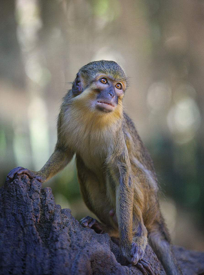 灵长目猴科侏长尾猴属侏长尾猴