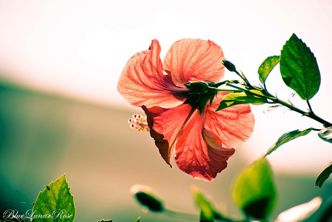 brimfuloflightbybluelunarrose