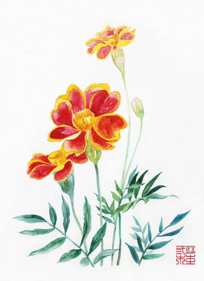 孔雀草