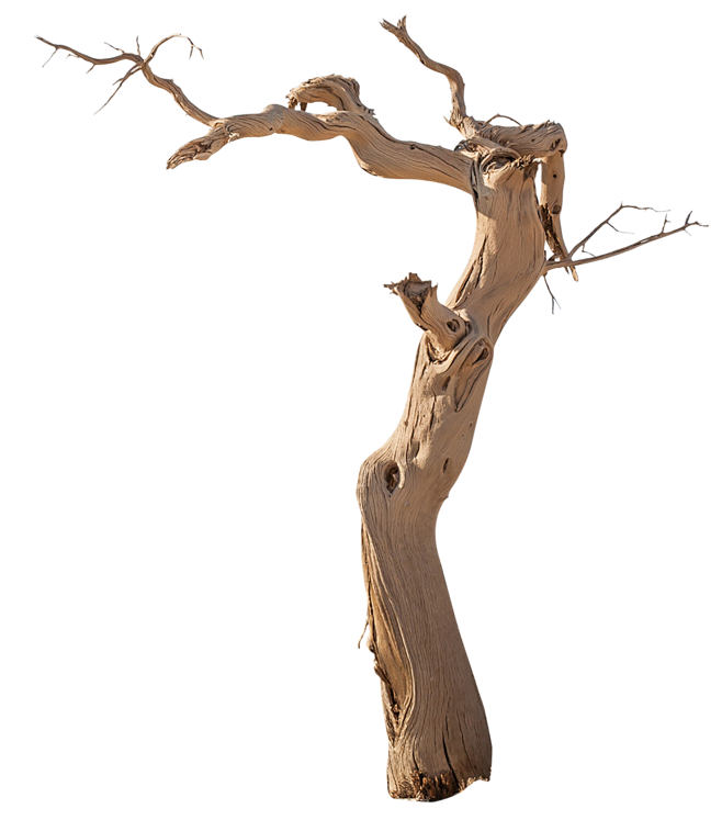 枯树枝中国风中式png免扣素材北坤人素材