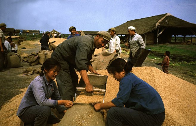 1968年丰收的季节北大荒知青正在收获粮食