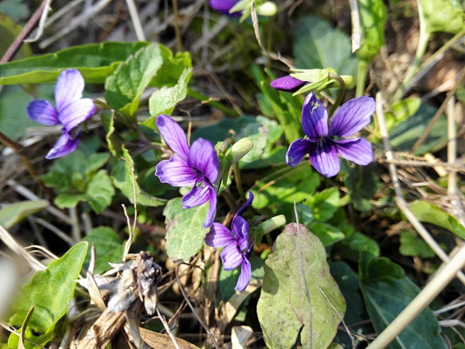 苏州西山拍摄的紫色地丁花
