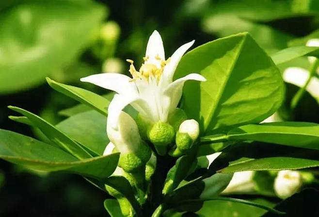 植識庫苦橙花