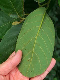 假柿木姜子假柿树litseamonopetala樟科小乔木双子叶植物dicotyledons