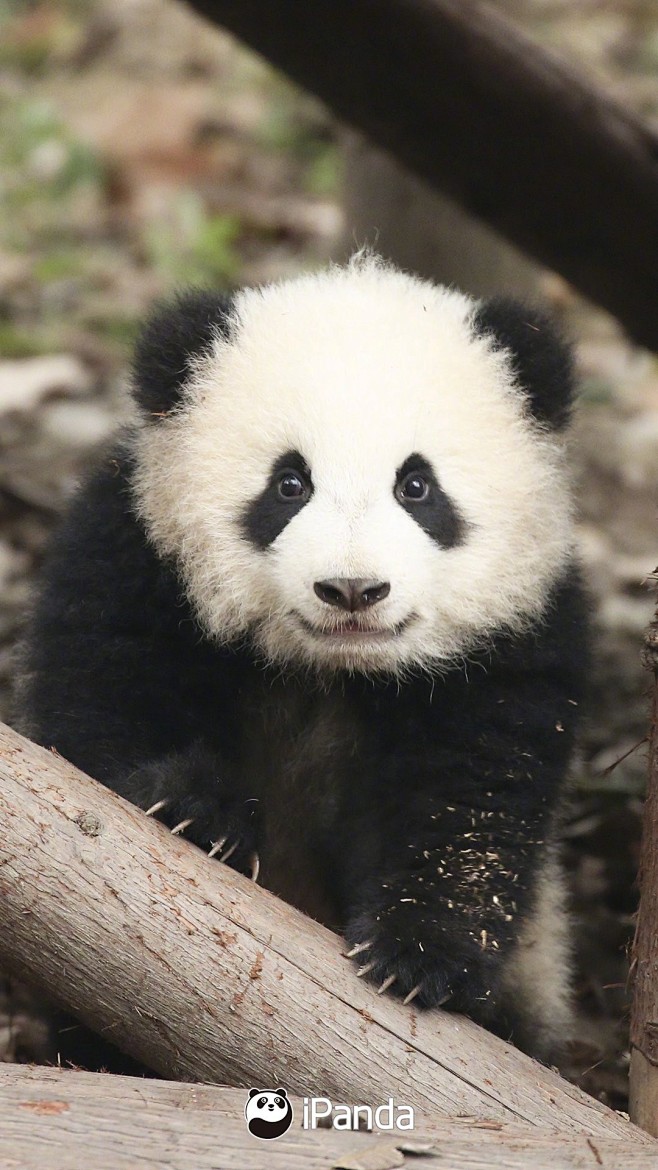 大熊猫宝宝奇一