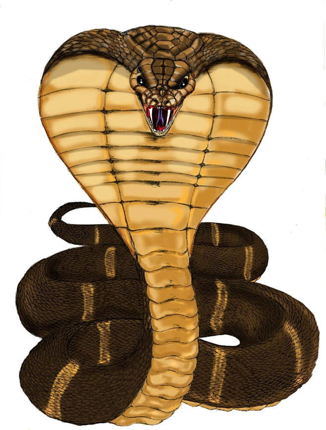 眼镜蛇png