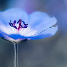 ·菩提心·采集到《花影迷离》