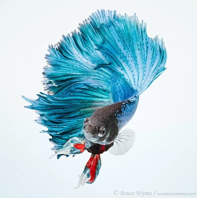 鱼鱼儿金鱼彩色金鱼