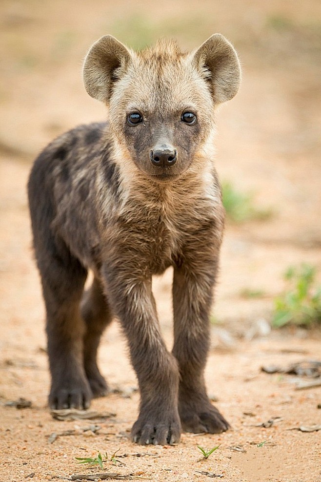 非洲五大兽之一斑鬣狗